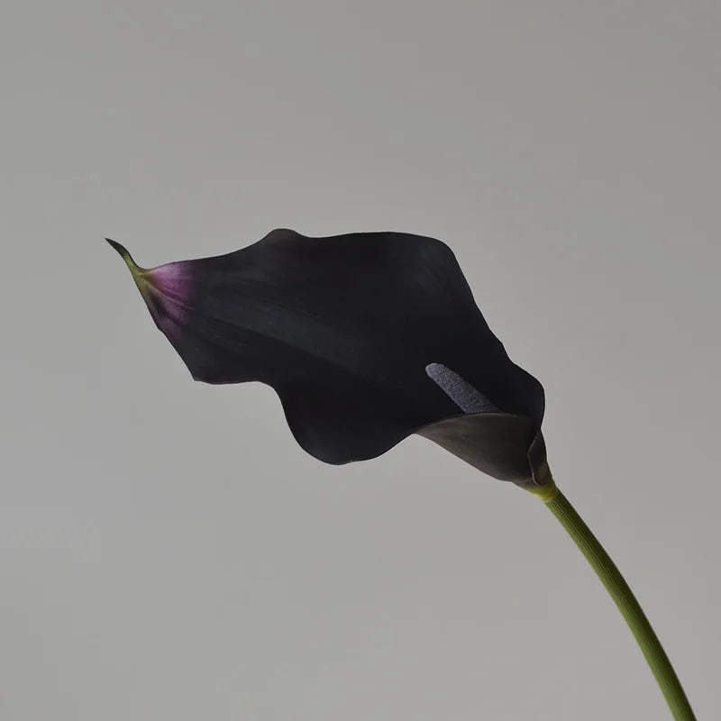 5 Large Calla Lily Flowers