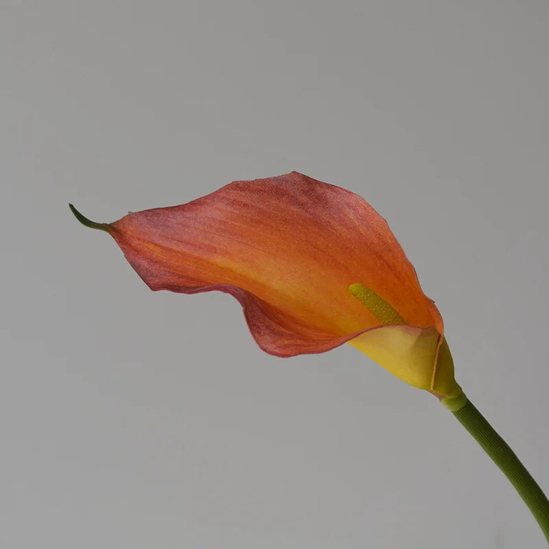 5 Large Calla Lily Flowers