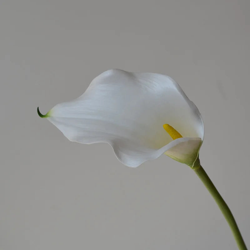 5 Large Calla Lily Flowers