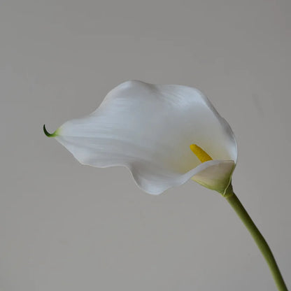 5 Large Calla Lily Flowers