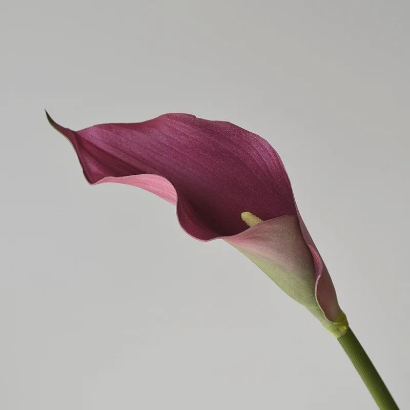5 Large Calla Lily Flowers