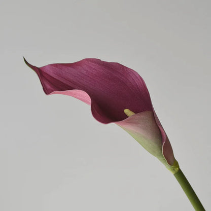 5 Large Calla Lily Flowers