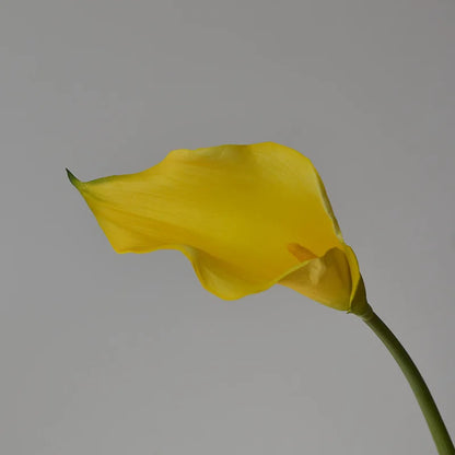 5 Large Calla Lily Flowers